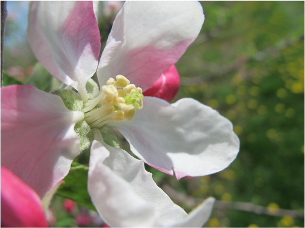 Flower blossom-phage.jpg